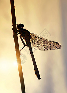 日出时蜻蜓上的晨露滴图片