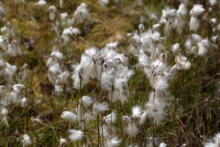 普通棉莎草普通棉花草的花朵在莫兰草背景