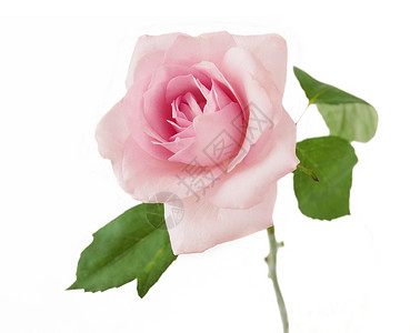 孤立在白色背景上的玫瑰特写图片
