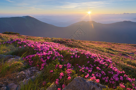 盛开的杜鹃花林间空地夏季景观与粉红色的花朵美丽的日出乌克兰图片