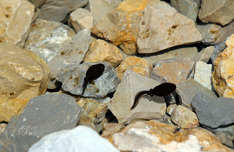 池塘里的黑蝌蚪山里有岩石图片
