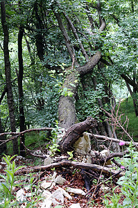 暴雨后山林中倒下的树图片