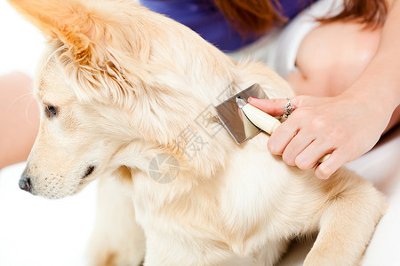 给她的狗刷牙的女人图片