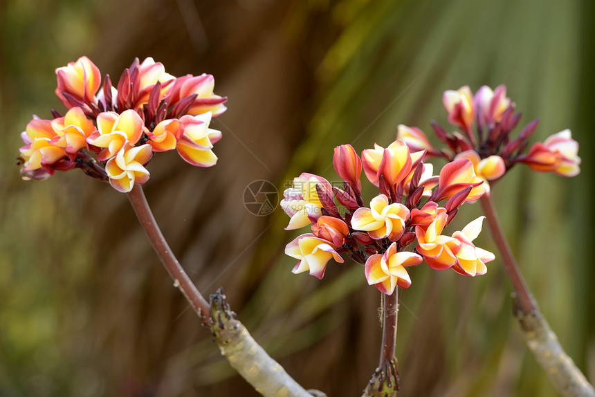 东南亚缅甸东部掸邦茵莱湖花园中的热带花卉图片