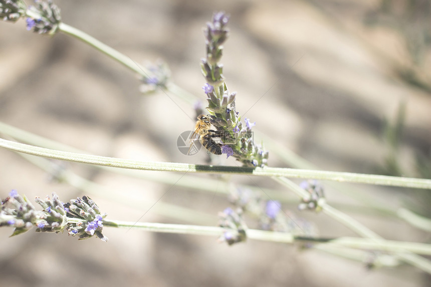 草丛蜜蜂吸食花蜜图片