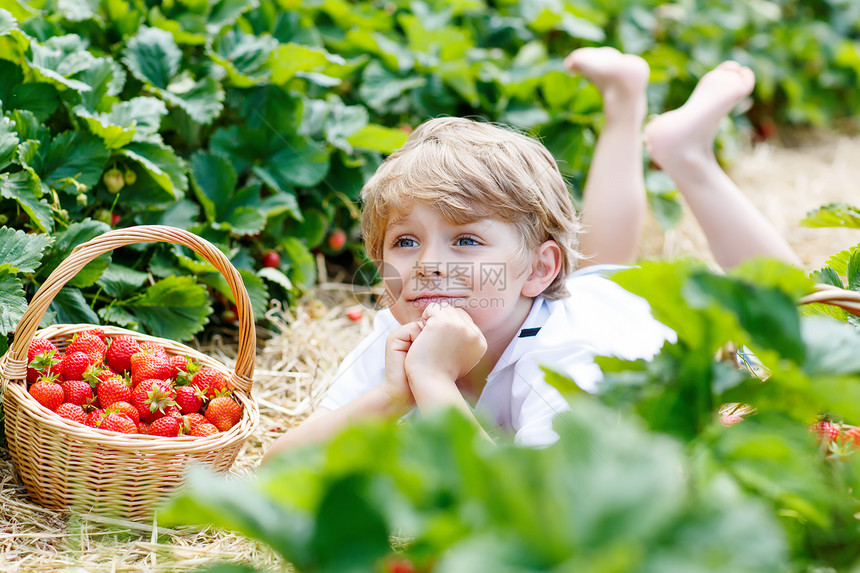 漂亮的男孩在有机生物浆果农场采摘草莓很开心图片