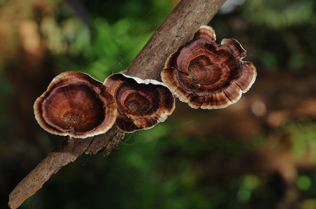 秋天里的棕色干挂蘑菇图片