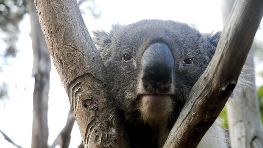 Koala在澳洲图片