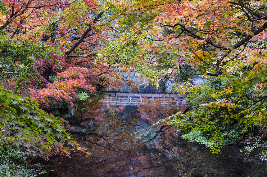 秋天风景日本枫树图片