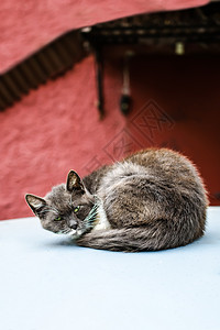 绿眼流浪猫图片