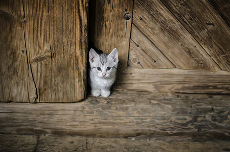 门口的条纹小白猫躲在洞里图片