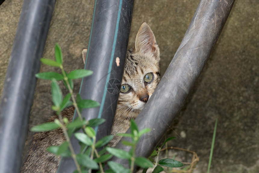 刚出生的小猫躲起来看着你图片