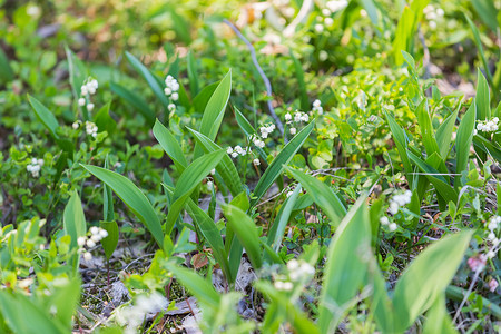 山谷里野生的百合花在春图片