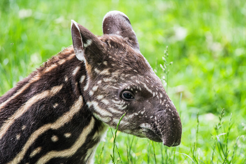 南美濒危龙头Tapirus图片
