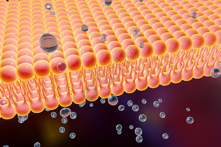 细胞膜脂质双层液体分子通过细胞膜扩散的数字图示细胞膜的微观视图生物学背背景图片