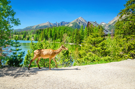 牛驼鹿在高山湖泊和树木旁走小路图片