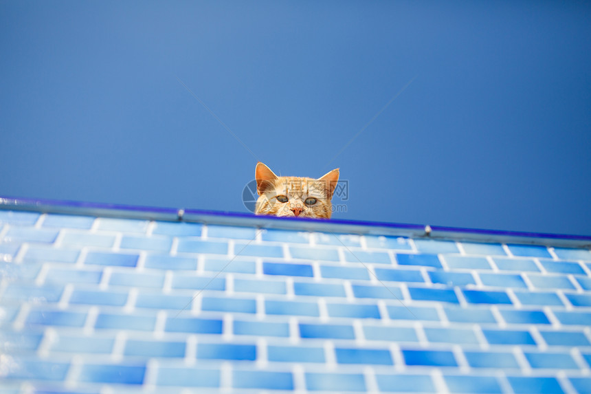 受惊的红猫看着空荡的水池图片