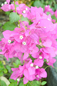 花园中的粉红色背景图片