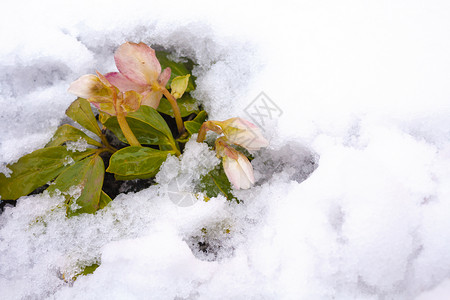 雪中的白色和粉红色花藜高清图片