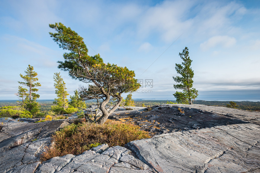 一棵弯曲的树在加拿大基拉尼州Gearge湖附近的风山顶上图片
