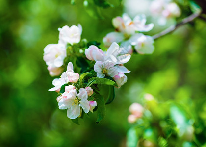 闪光树枝春花和绿叶图片