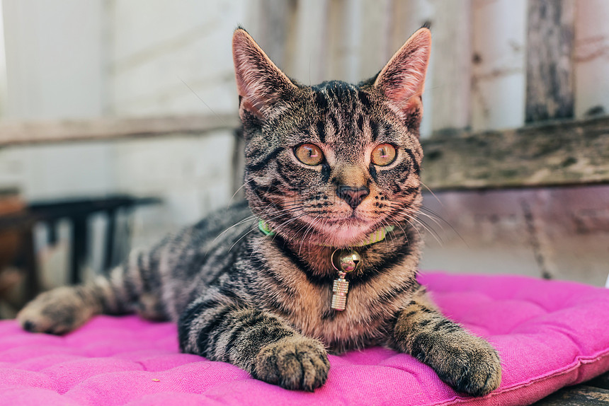 穿着紧身条纹的家内Tabby猫在室内一个粉红平板枕头上图片