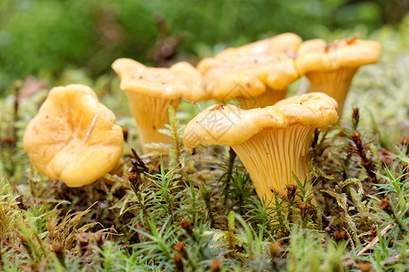 绿色苔藓中的黄色鸡油菌群图片