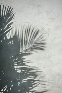 墙上的棕榈叶阴影图像图片