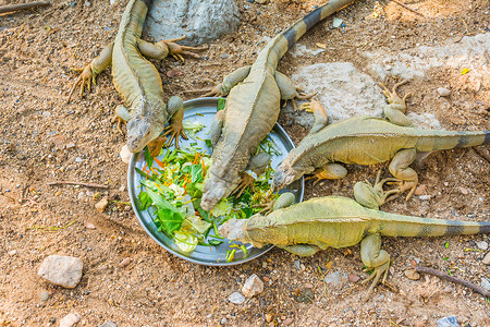 盘子上吃蔬菜的爬行动物蜥蜴选图片