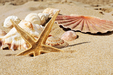 海星的紧闭海滩沙上的贝壳图片