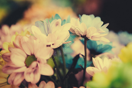 美丽的五颜六色的花朵图片