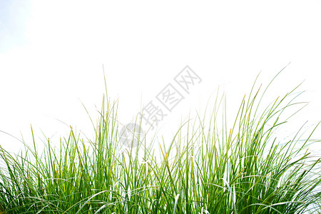 新鲜的五颜六色的绿色长草反对阳光明媚的天空图片