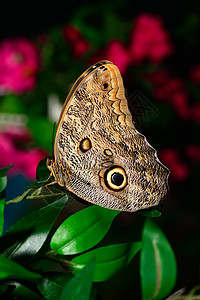 世界上最美丽的蝴蝶图片