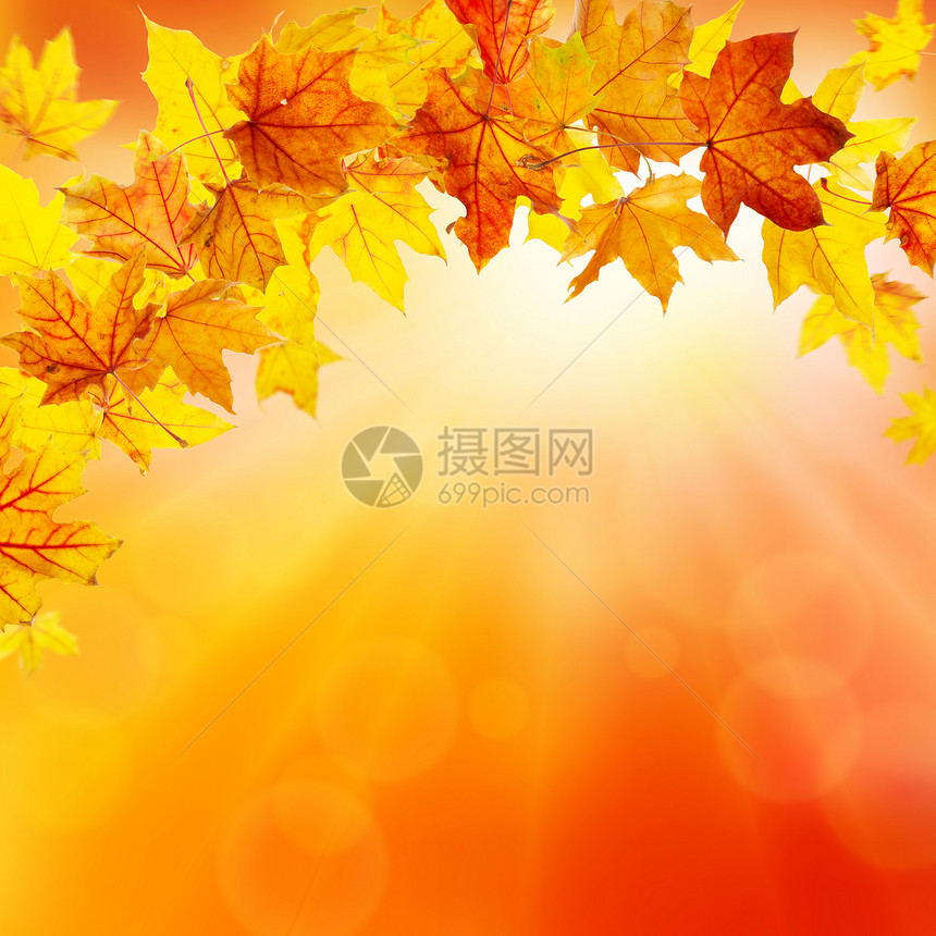 秋天枫叶飘落的自然背景图片