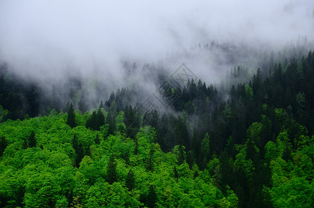 美丽的绿色森林和山中的雾图片