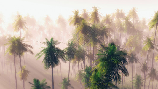 黎明时在薄雾中看到棕榈树背景图片