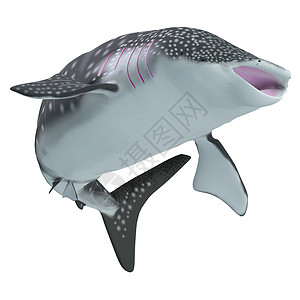 鲸鲨是缓慢移动的过滤器支线在热带海图片