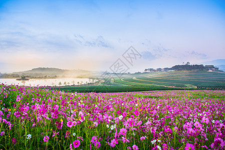 草原的波斯菊花图片