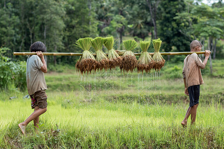 绿色田野上的小男孩和女孩农民正在育苗图片