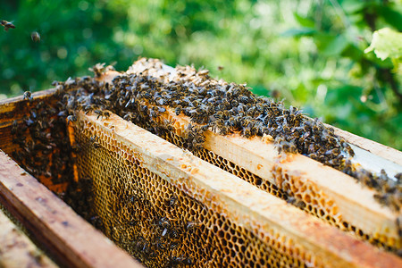 蜂巢上一群蜂蜜群里面有木制蜂窝架绿图片