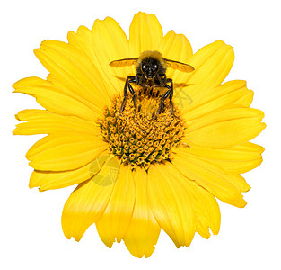 蜜蜂从黄色花朵中收集花粉常年白上隔图片