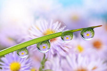绿草上的露珠中的花朵自然背景图片