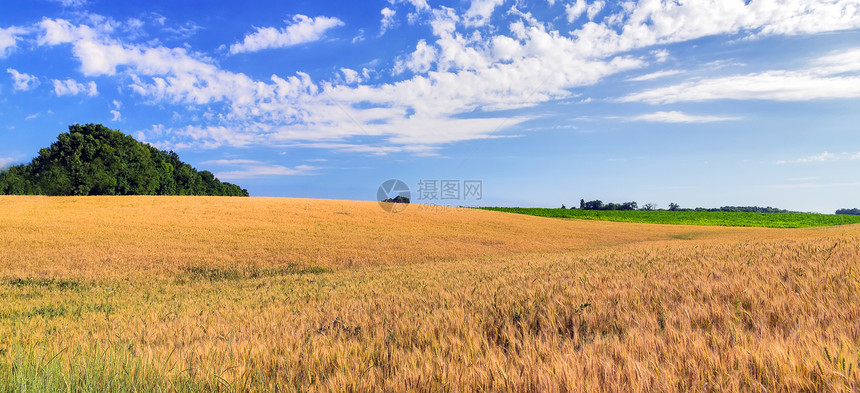 小麦田成熟生长农业图片