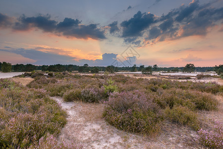 荷兰乌得勒支海弗勒格省苏斯特底宁自然保护区移图片