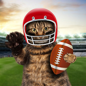 足球概念有趣的猫图片