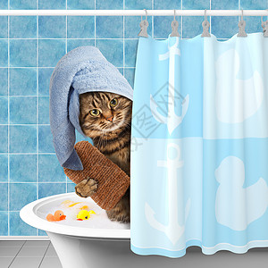 有趣的猫洗澡用海绵和裹着毛巾的猫图片
