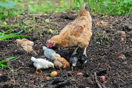 母鸡带着小鸡寻找食物图片