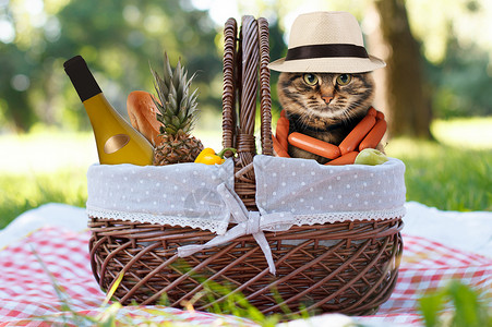 野餐上有趣的猫图片