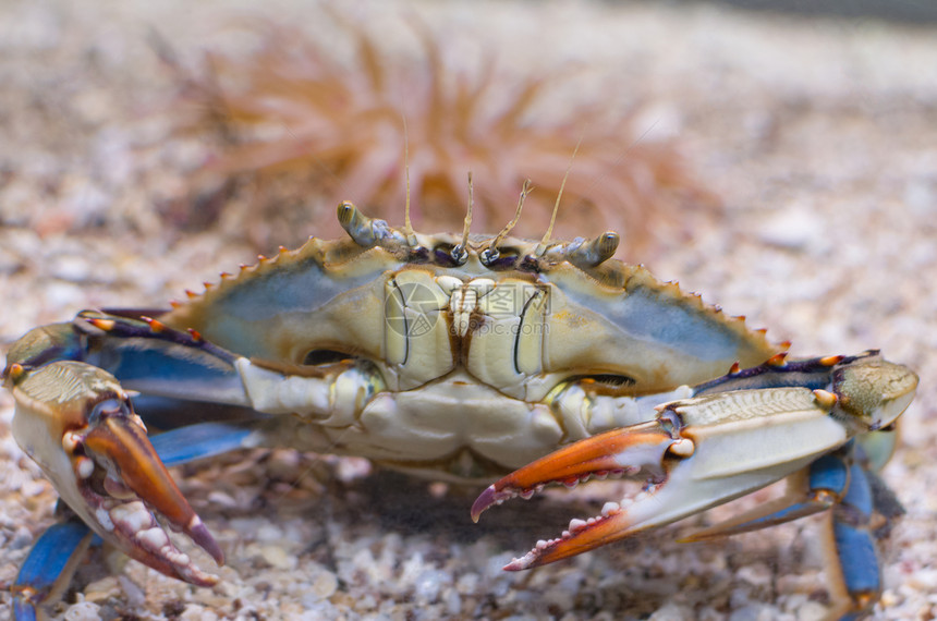 大西洋蓝蟹与橙色钳前特写图片