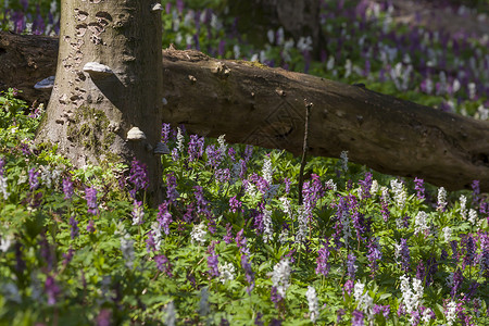 德国下萨克森州自由山上的Corydalis鲜花Corydalis图片